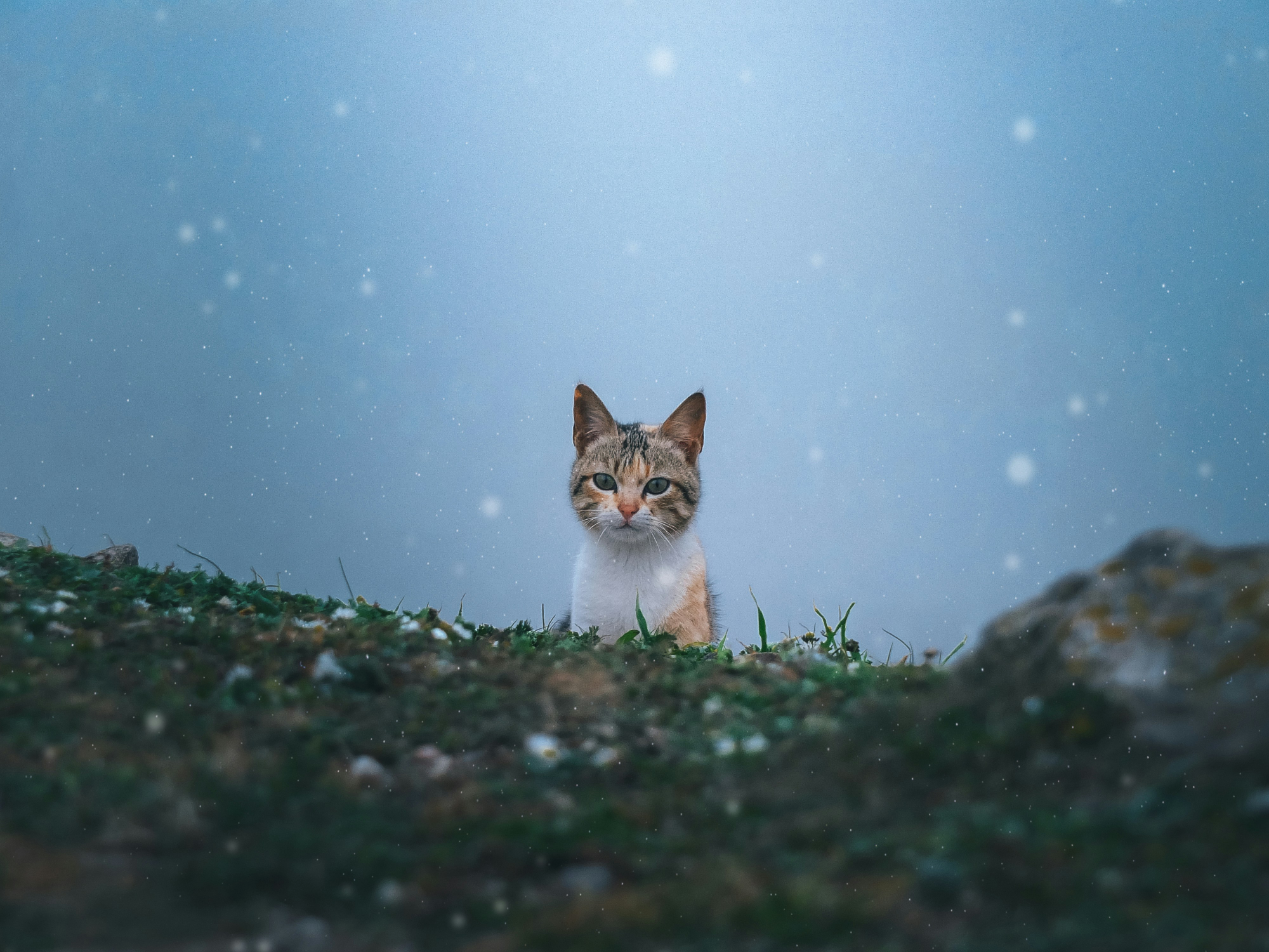 Cute cat peeking from grass under blue sky – Animal Collection