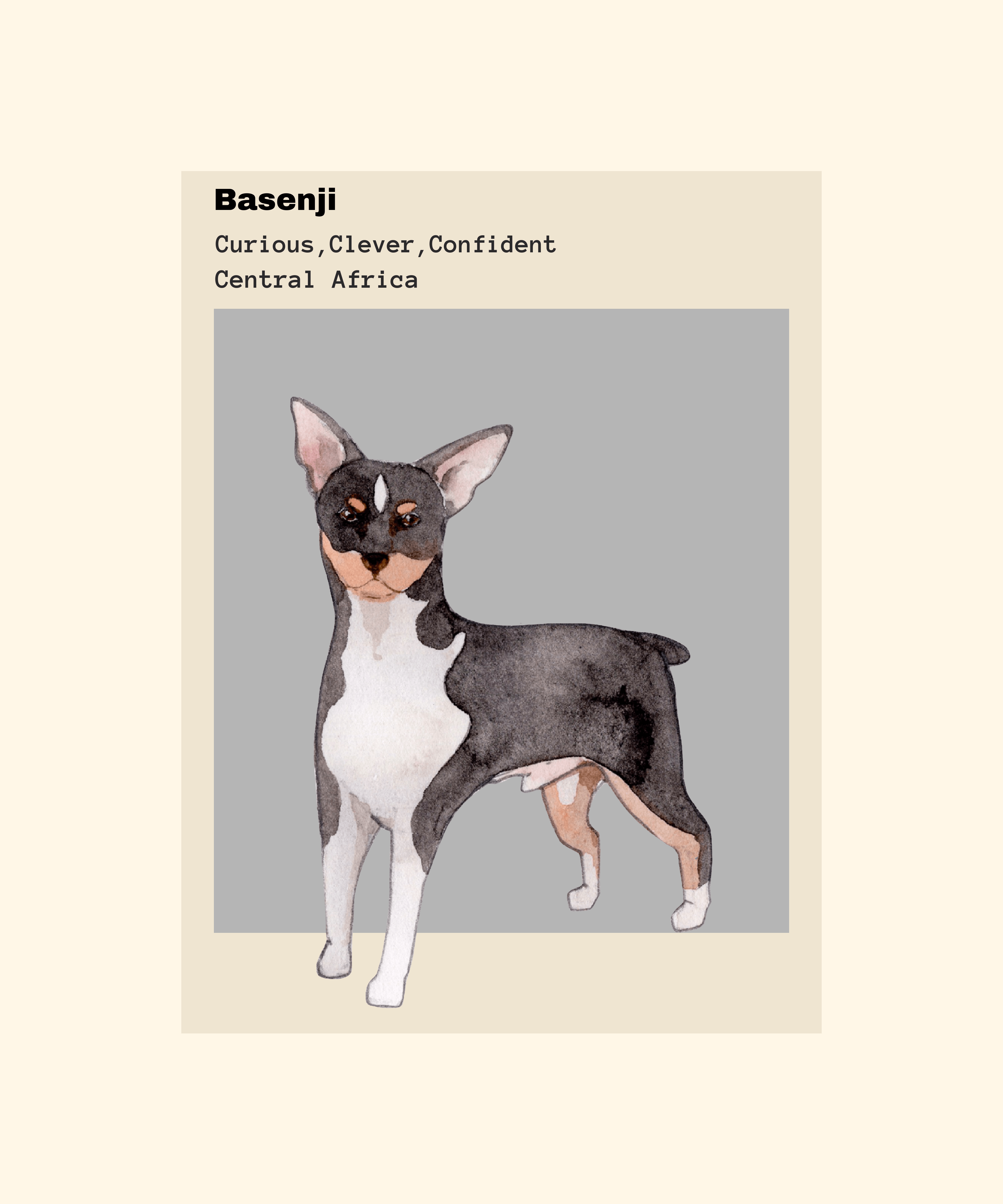 Watercolor illustration of a Basenji dog with text describing its traits: 'Curious, Clever, Confident,' and its origin, 'Central Africa,' set against a gray background and beige frame.