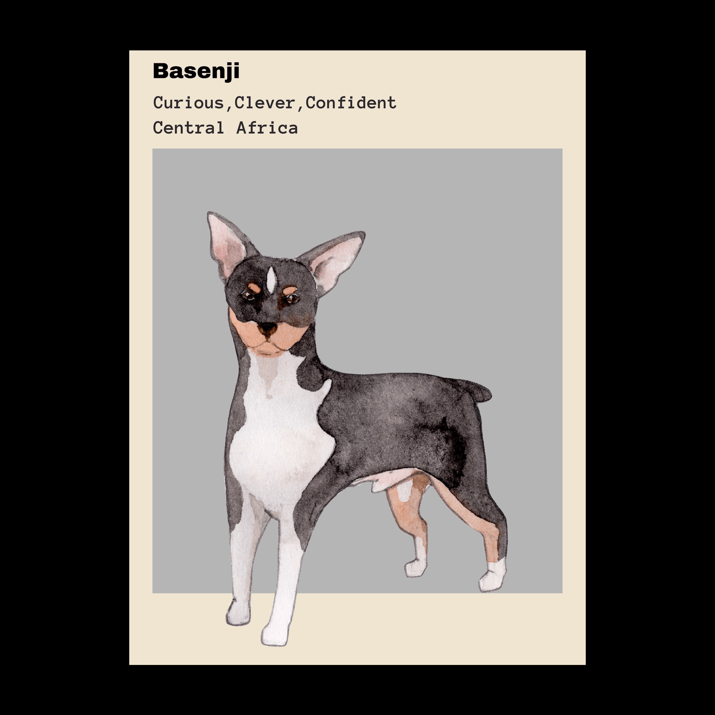 Illustration of a Basenji dog with text describing its traits as 'Curious, Clever, Confident,' originating from Central Africa, displayed on a beige and gray background.